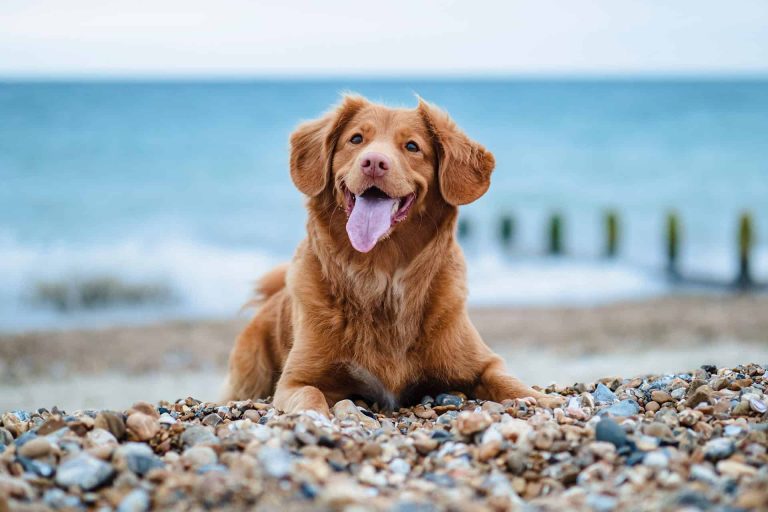 What Are the Benefits of Orthopedic Dog Beds?