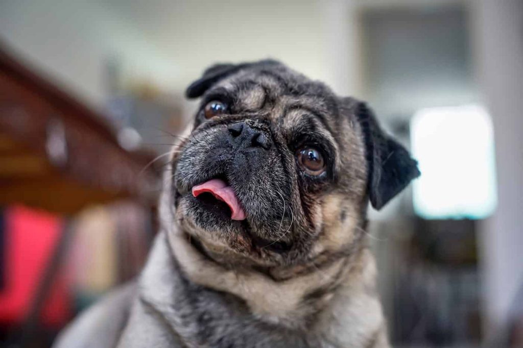 pug