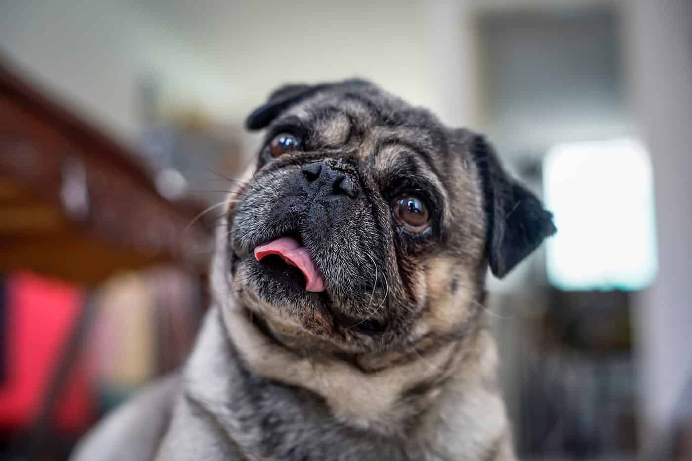 pug