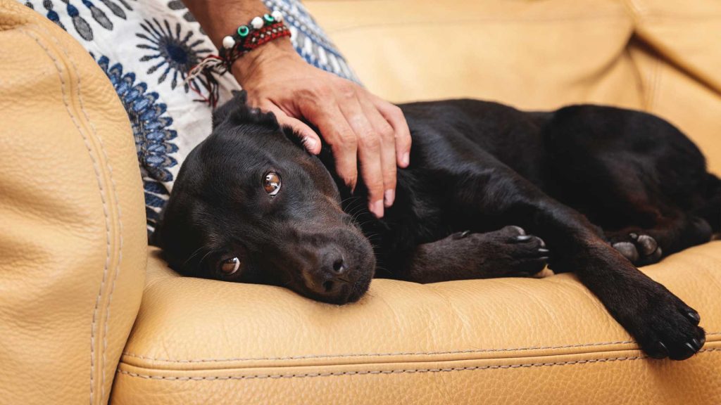 symptoms of herniated disc in dogs